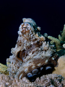 Octopus by Beate Seiler 